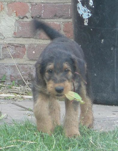 Airedale Terrier