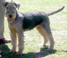 Airedale Terrier