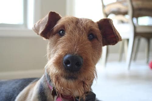 Airedale Terrier