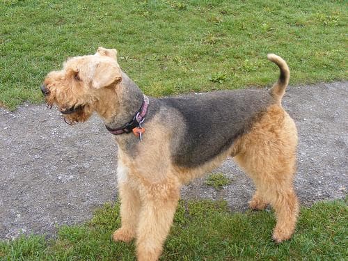 Airedale Terrier