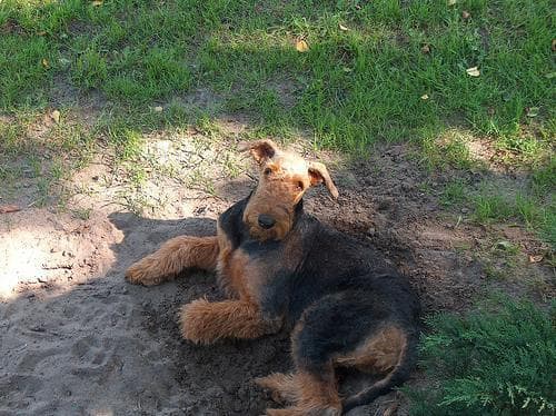 Airedale Terrier