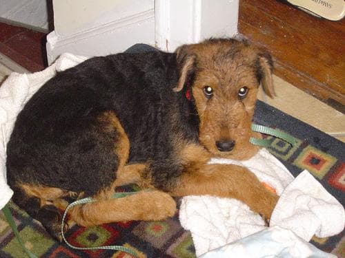 Airedale Terrier