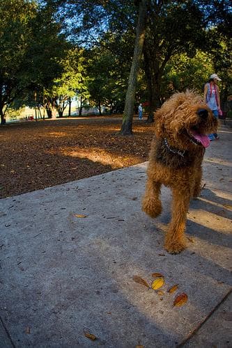 Airedale Terrier