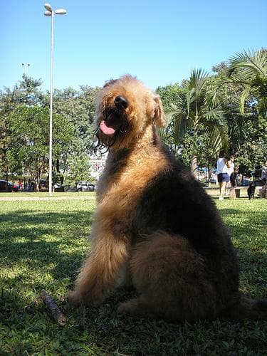 Airedale Terrier