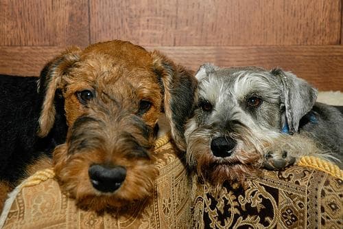 Airedale Terrier