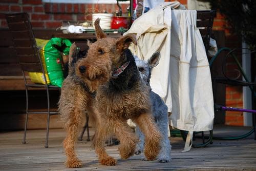 Airedale Terrier