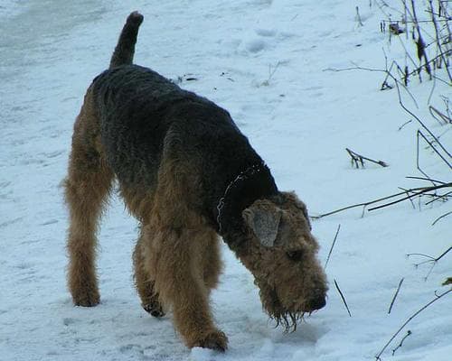 Airedale Terrier