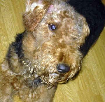 Airedale Terrier