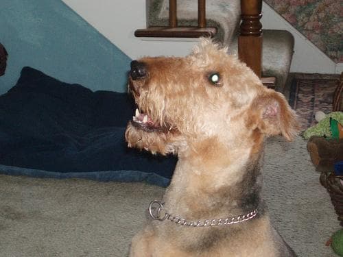 Airedale Terrier