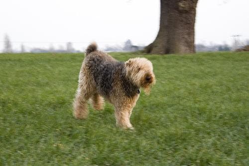 Airedale Terrier