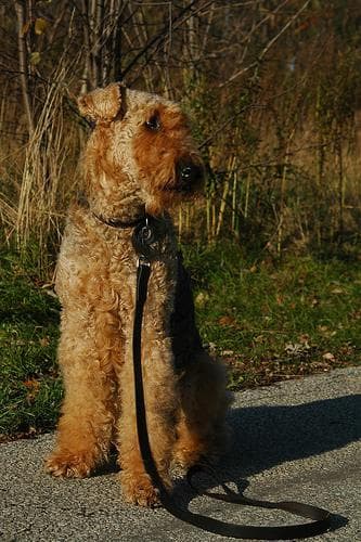 Airedale Terrier