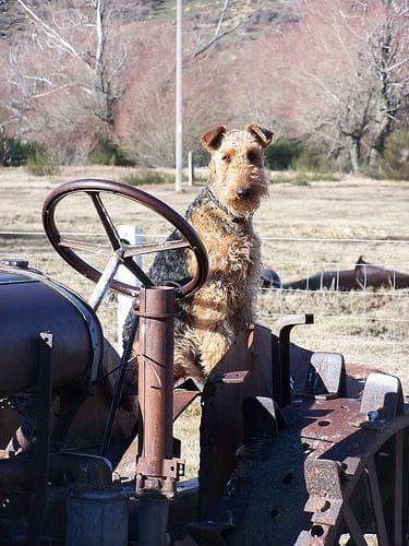 Airedale Terrier