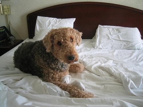 Airedale Terrier