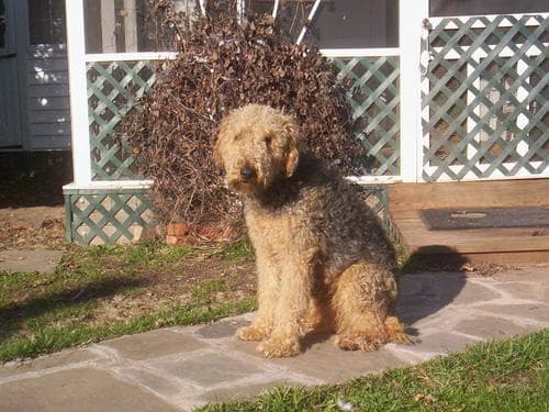 Airedale Terrier