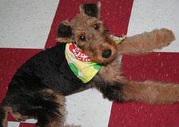 Airedale Terrier