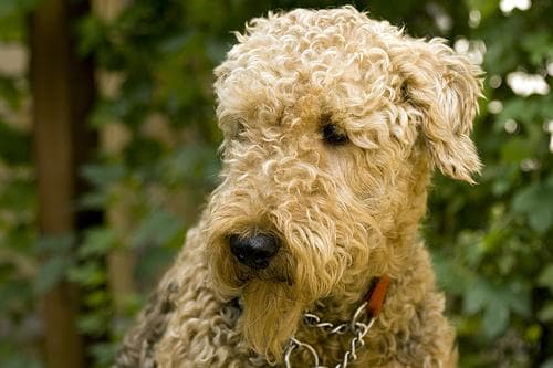 Airedale Terrier