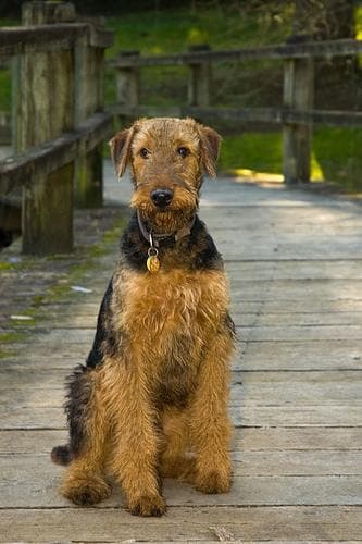 Airedale Terrier