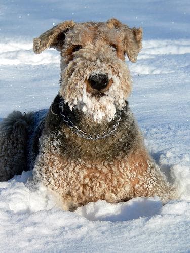 Airedale Terrier