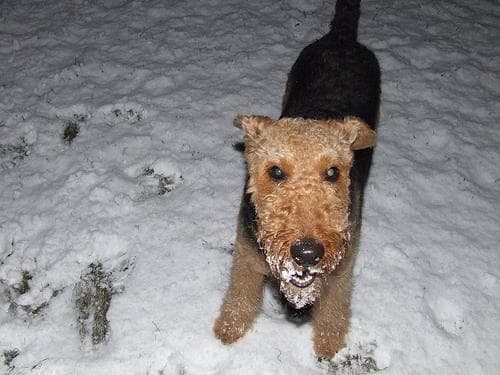 Airedale Terrier