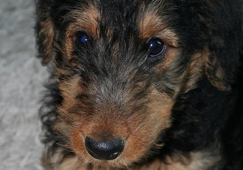 Airedale Terrier