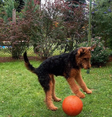 Airedale Terrier