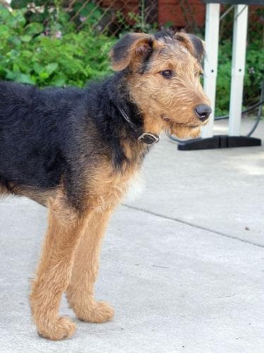 Airedale Terrier