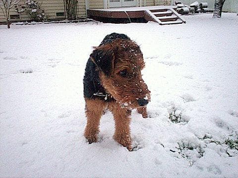 Airedale Terrier