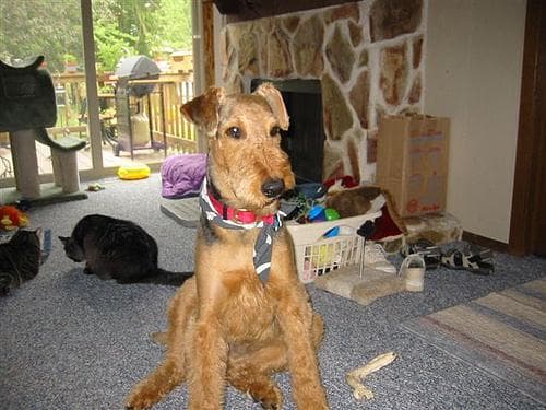 Airedale Terrier