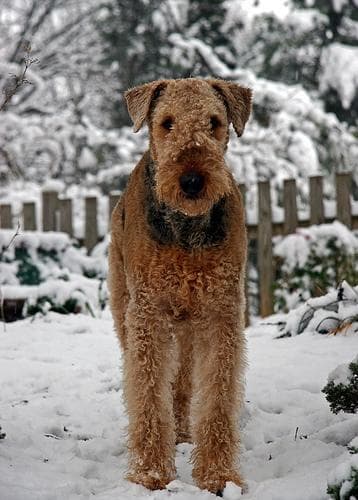 Airedale Terrier