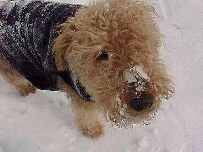 Airedale Terrier