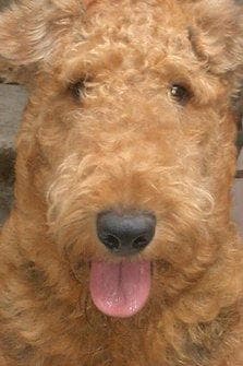 Airedale Terrier
