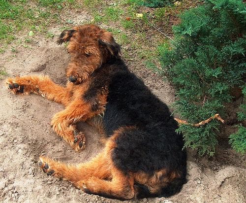 Airedale Terrier