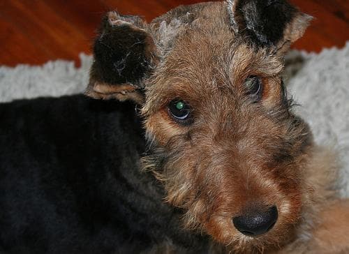 Airedale Terrier