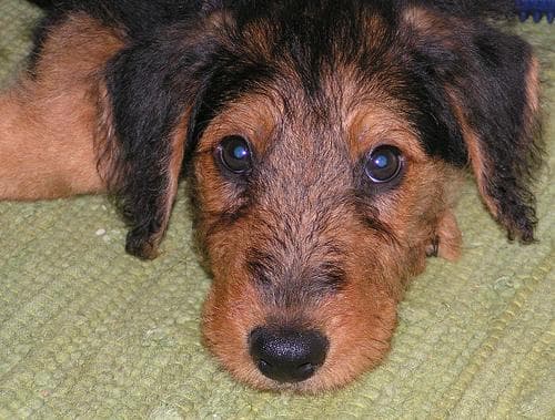 Airedale Terrier