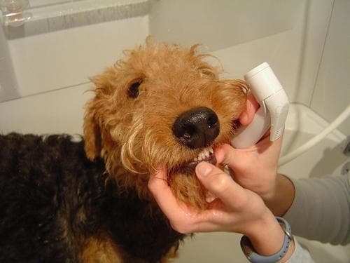 Airedale Terrier