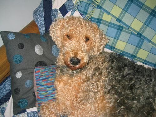 Airedale Terrier