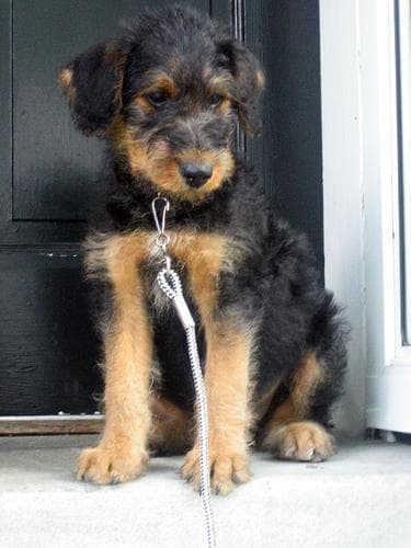 Airedale Terrier