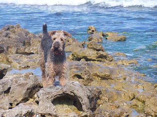 Airedale Terrier