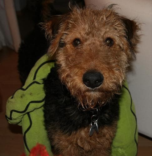 Airedale Terrier