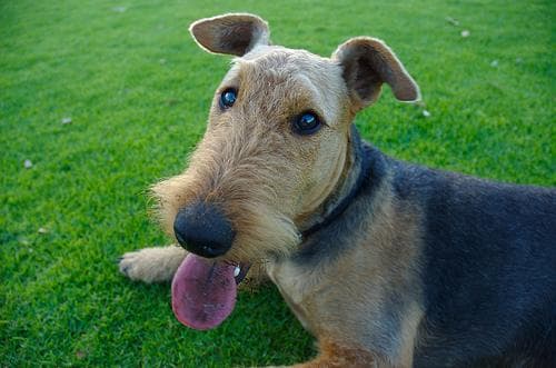 Airedale Terrier