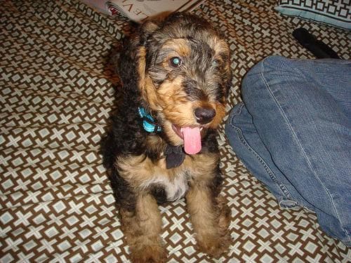 Airedale Terrier