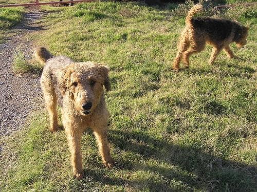 Airedale Terrier