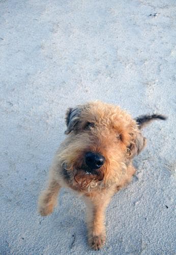 Airedale Terrier