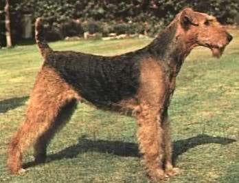 Airedale Terrier