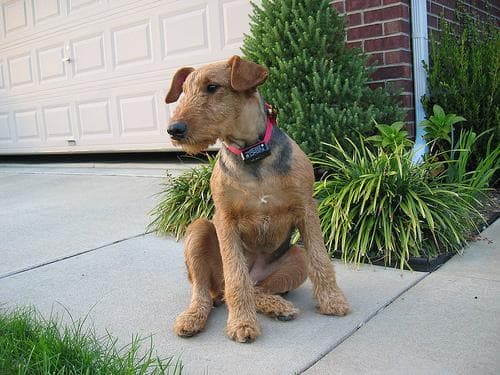 Airedale Terrier