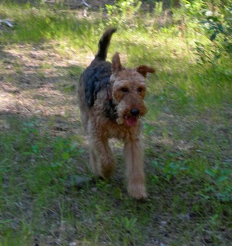 Airedale Terrier