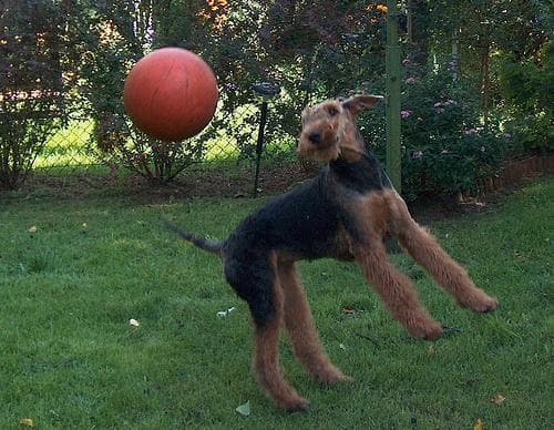 Airedale Terrier