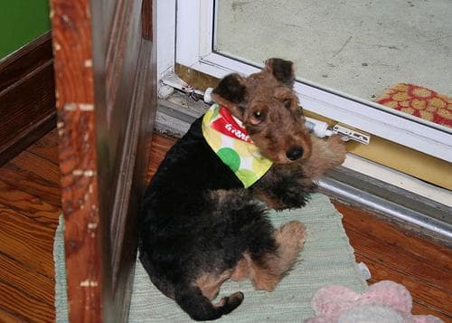 Airedale Terrier