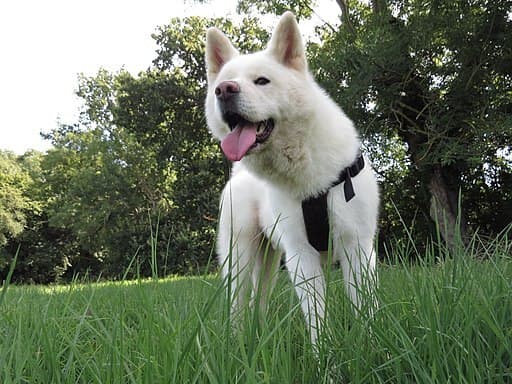 Akita