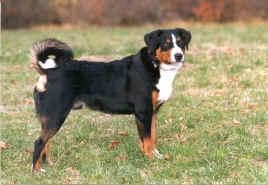 Appenzeller